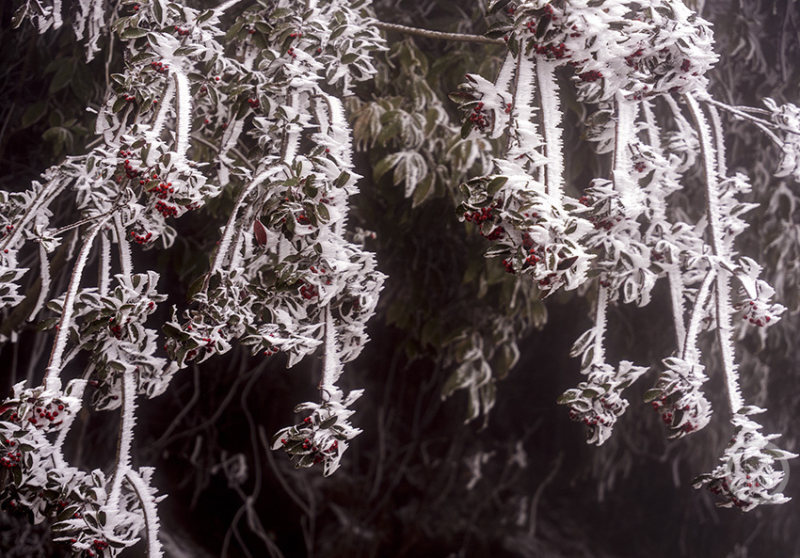 白虎女神米胡桃 白虎细节繁复的女神战裙